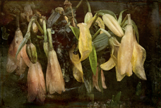 N200953bWeb.jpg