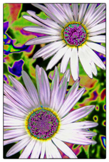 2-white-flowersFW.jpg