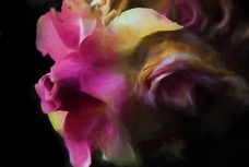 _MG_3023-Edit5.jpg